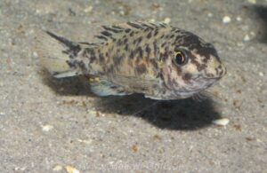 Labeotropheus fuelleborni 'Chidunga Rocks'